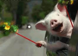 Image result for excited animal
