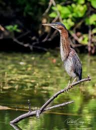 Birds Flying High Lyrics Lil Wayne Green Heron By Robert George On Capture Wisconsin Captured At Greenfield Park Bird Photography Green Heron All Birds