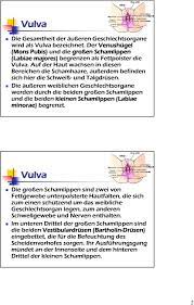Die inneren und äußeren weiblichen geschlechtsorgane dienen der. Aufbau Und Funktion Der Weiblichen Geschlechtsorgane Pdf Free Download