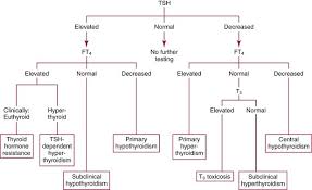 Image result for Thyroid Function Test