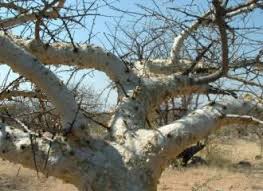 Image result for Commiphora caerulea