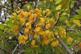 Image result for Cassia abbreviata