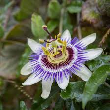 Image result for Passiflora edulis