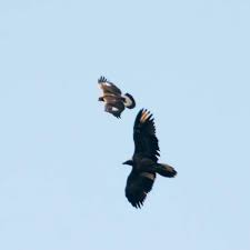 Doch keines dieser tiere frisst vor allem knochen. Steinadler Und Bartgeier Im Vergleich Stiftung Pro Bartgeier