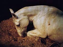511.82milesspartanburg, sc to charlotte, nc is approximately: Arlington Burial Horses Subject Of Exhibit In Washington Military Trader Vehicles