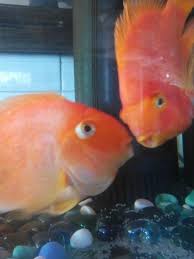 Pin By Susan Susan On Lovely Kiss Fish Yellow Fish Dragon Fish Fish Pet