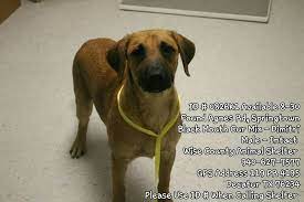 Wise Co Tx Needs A Family Urgent Please Share For Fosters And Sponsors Https Www Facebook Com Urgent Wise Co Anim Wise County Animal Shelter Decatur