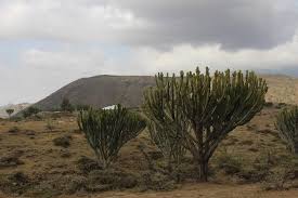 These roads have high death rates and are extremely dangerous. Meserani Snake Park Guided Day Tour In Arusha Marriott