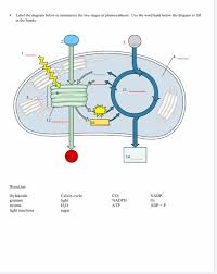 Now updated, there is now an optional now updated, there is now an optional word bank for the diagram, i don't think that i can add another. Solved Activity 6 Photosynthesis Worksheet Name Date Chegg Com