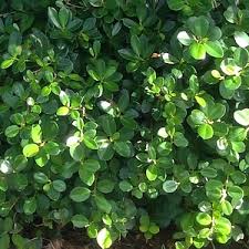Image result for Grewia microcarpa