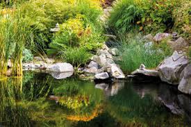 We did not find results for: Plantes Aquatiques Pour Bassin Berges Mare Et Marecage