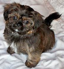 How big do shorkie puppies get? Shorkie Puppy For Sale Heavenly Puppies