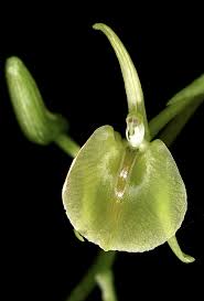 Image result for Liparis