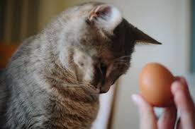 In addition, an enzyme in raw fish destroys thiamine, which is an essential b. Can Cats Eat Eggs Yolks Left Raw Cooked Scrambled Hard Boiled