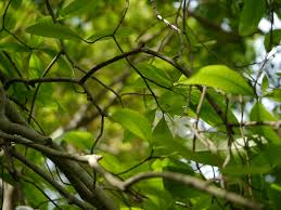 Image result for Gardenia resinifera