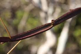 Image result for Cissus humbertii