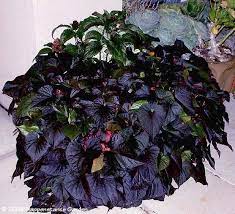 Find sidekick black heart sweet potato vine (ipomoea batatas 'sidekick black heart') in fayetteville springdale rogers bentonville ar arkansas ar at westwood gardens. Pin By Dave S Garden On Purely Ornamental Purple Flowers Garden Sweet Potato Vine Purple Plants