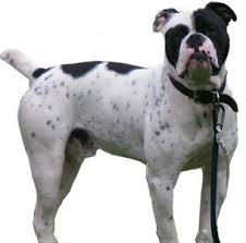 All dog breeds shed, a dog has a winter coat and a summer coat, and hair is lost because of this. Are You Wondering About The Olde English Bulldogge Breed Of Dog