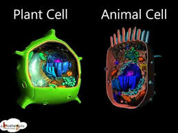 Check spelling or type a new query. Biology Plant Cell And Animal Cell Differences 3d English Youtube