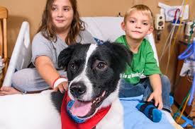 What is a therapy dog handler? Wags Therapy Dog Program Mu Health Care