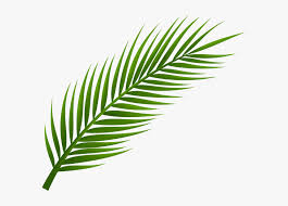 Check spelling or type a new query. Drawing Simple Palm Tree Leaf Drawing