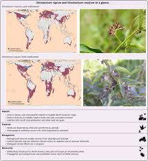 Image result for Vincetoxicum heterophyllum