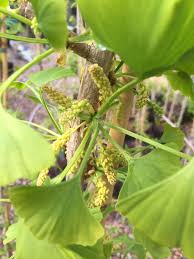 Maybe you would like to learn more about one of these? Best In Horticulture On Twitter My Ginkgo Biloba Palo Alto In Flower Pity That There Are No Ladies In Flower In The Collection For Him To Pollinate Https T Co Xujdzjmsxl