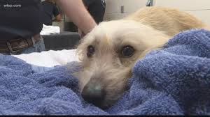 Buying a puppy from a local pet store will ensure that the puppy you purchase has been well cared for from breeder to pet store and that the parents of the puppy are also well taken care of. Hillsborough County Looking At Puppy Sales Ordinance Wtsp Com
