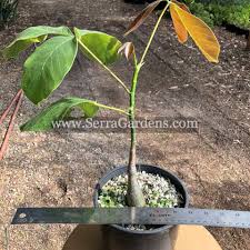 Image result for Pseudobombax