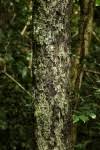 Image result for Diospyros abyssinica