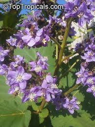 Image result for Wigandia urens