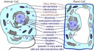 Check spelling or type a new query. Can You Show Me Some Examples Of A Cell Model Project Plants And Animals Blurtit