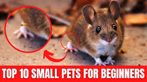The myriad of options out there are overwhelming: Small Pets For Beginners Kids Top 10 Best Beginner Pets Cute Furry Pets Youtube