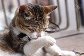 その手を舐める猫の写真素材・画像素材 Image 5161963