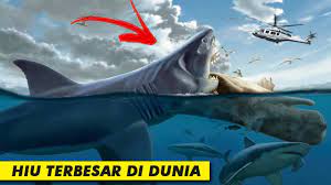 5 Ikan Hiu Terbesar Yang Pernah Hidup Di Bumi Youtube
