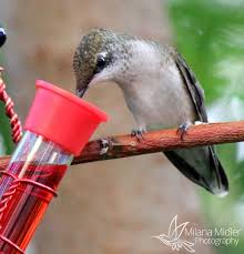 Bird With No Feathers Hummingbird S Tongue By Milana Midler Humming Bird Feeders Hummingbird Art Hummingbird