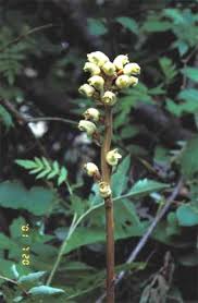 Image result for Gastrodia ballii