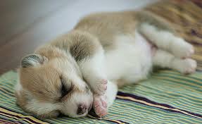 Precious puppy is so sleepy. Sleeping Corgi Puppy Image Png