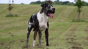 Read about height, weight, temperament, good with children, activity level, grooming tips and training requirements. Best Dog Foods For Great Danes Puppies Adults Seniors