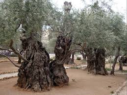 Israel 3 Jerusalem 033 Jerusalem Holy Land Israel Beautiful Tree