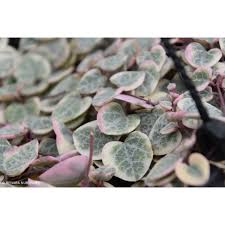 Image result for Ceropegia circinata