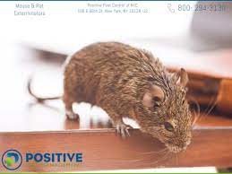 Pest harm your home & offices. Can I Break My Lease Due To Mice Infestation