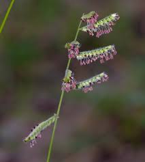 Image result for Urochloa serrata