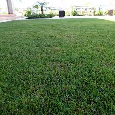 The dense turf of zoysia grass is often used in parks, golf courses, and other places of high foot traffic. Zenith Zoysia Atlanta Sod Company