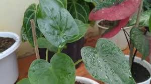 Berat hati meninggalkan wakatobi di sulawesi tenggara. Download Lagu 7 Jenis Keladi Hutanliar Yang Mp3 Free Muggiateatro