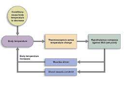 Feedback Loops Anatomy And Physiology I
