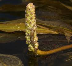 Image result for Potamogeton schweinfurthii