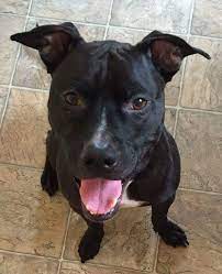 Fairfield county, stratford, ct id: Pitbull Puppies For Adoption In Ct The Y Guide