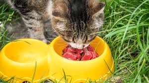 Depending on your cat's metabolism and activity levels, and where you live (cats in colder areas need more calories), we suggest you use this as a starting point and monitor your cat's body composition. How Much Raw Food To Feed A Cat Raw Feeding Guide