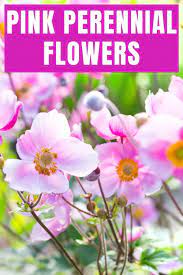 We did not find results for: 25 Delightful Pink Perennial Flowers For Your Garden